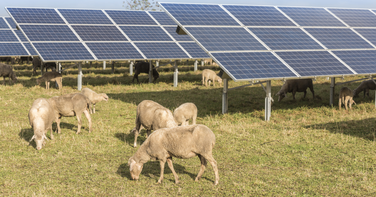 découvrez comment les panneaux photovoltaïques peuvent révolutionner l'agriculture en offrant une source d'énergie durable et rentable, tout en contribuant à la réduction des coûts d'exploitation et à la préservation de l'environnement.