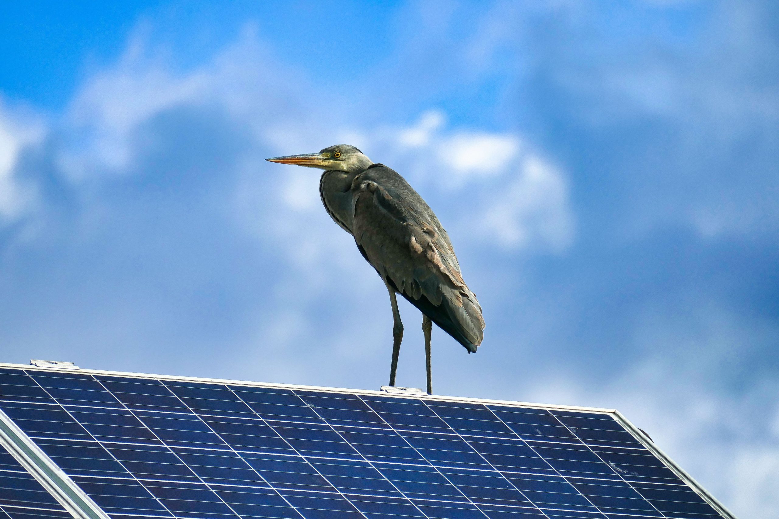 découvrez comment l'installation de panneaux solaires peut influencer positivement la biodiversité. explorez les synergies entre énergies renouvelables et protection de la faune et flore locales, et apprenez à intégrer ces solutions durables dans votre projet.