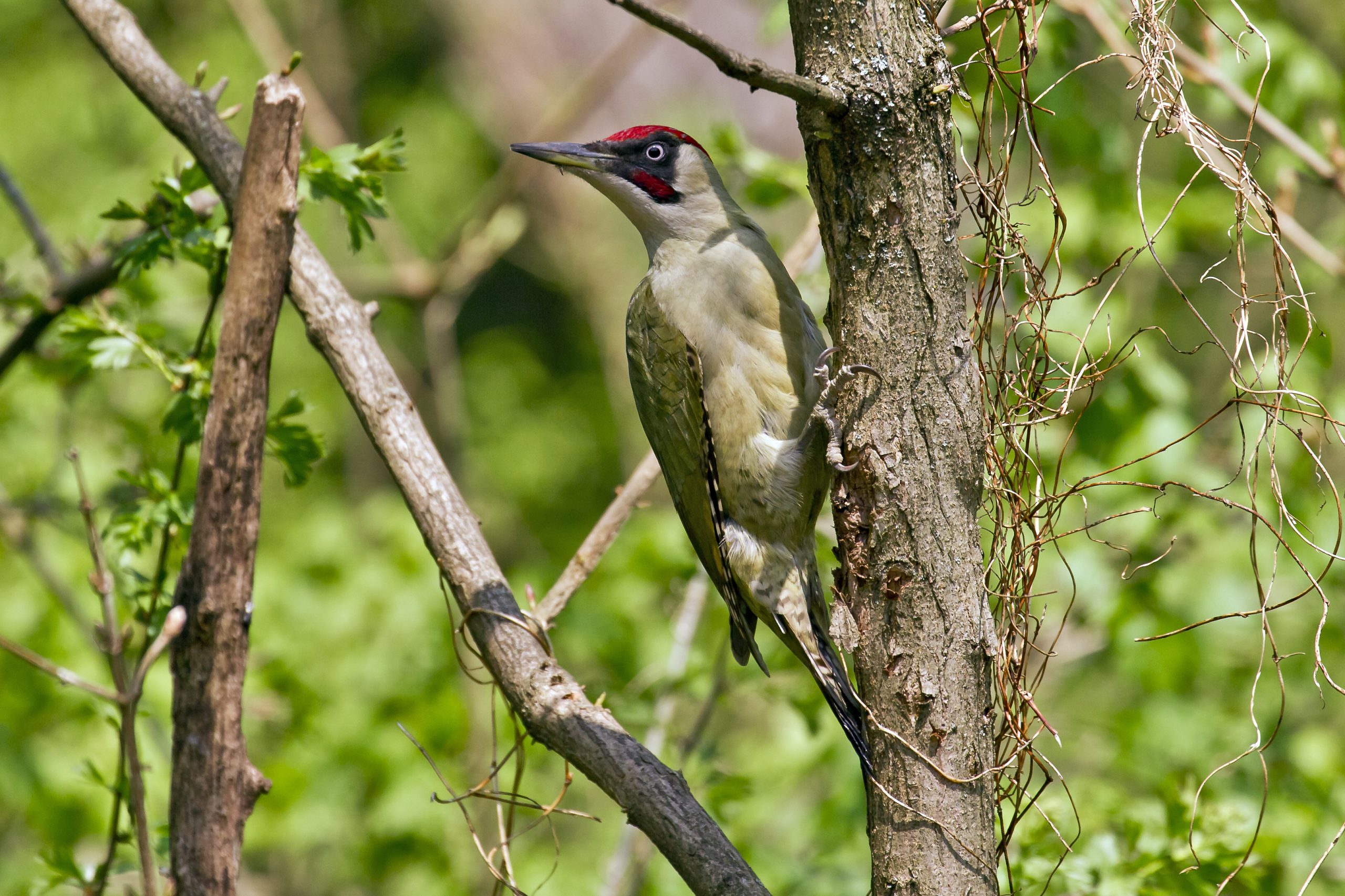 découvrez les pratiques picvert, des méthodes innovantes et durables pour préserver l'environnement tout en optimisant votre consommation. apprenez à intégrer ces pratiques dans votre quotidien pour un impact positif sur la planète.