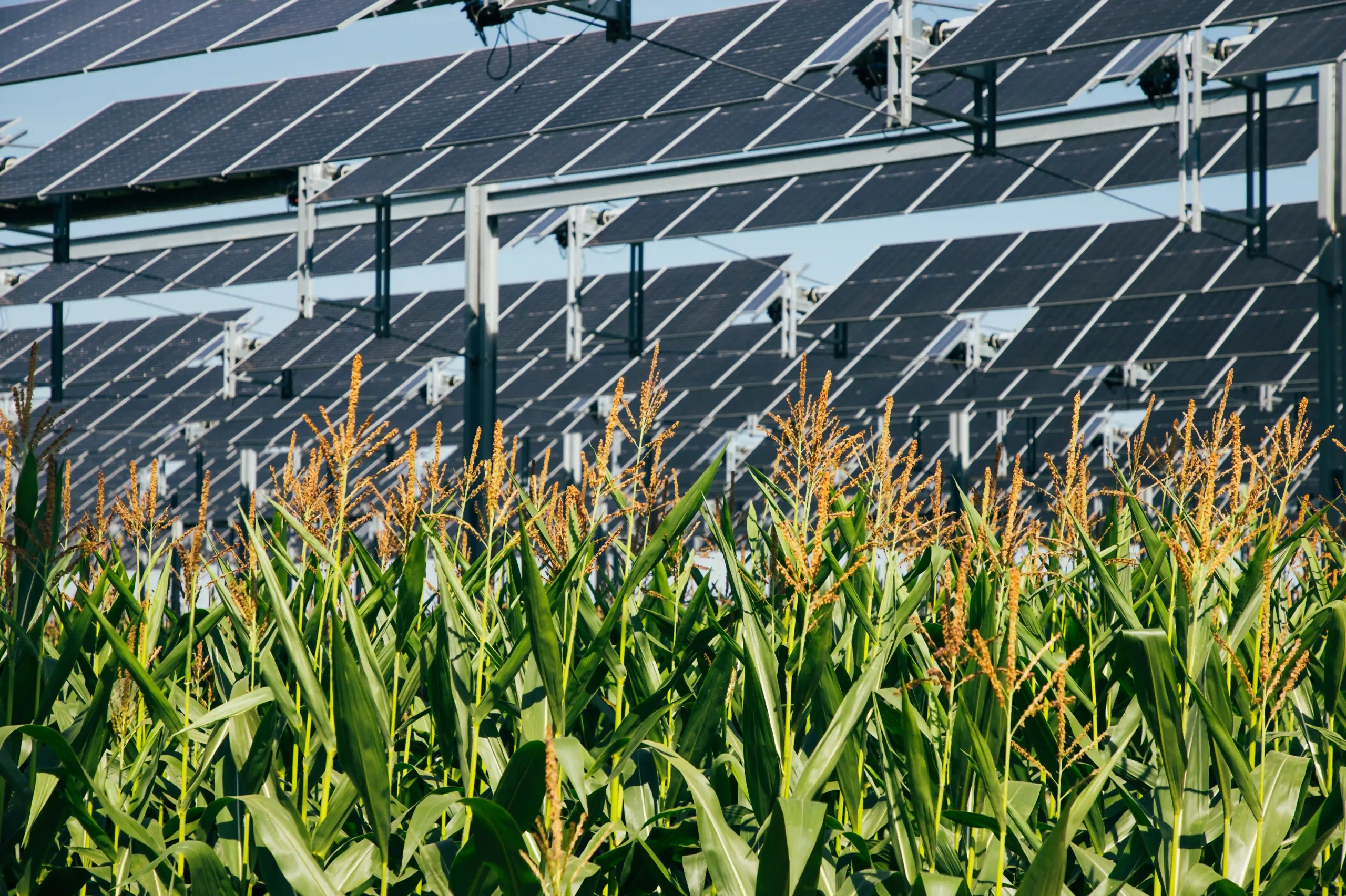découvrez notre guide complet sur l'agrivoltaïsme, une solution innovante alliant agriculture et énergie solaire. apprenez comment les systèmes photovoltaïques peuvent optimiser vos terres agricoles tout en préservant l'environnement. profitez d'astuces pratiques et d'exemples concrets pour investir dans une agriculture durable.