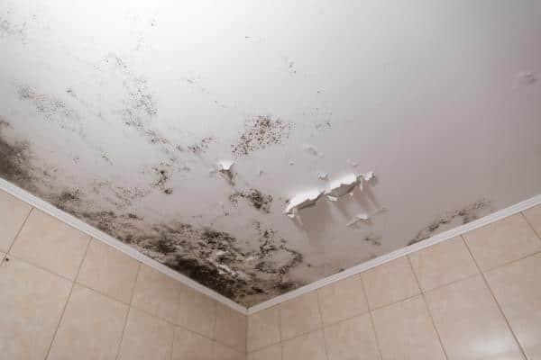 découvrez des méthodes efficaces pour éliminer les moisissures de votre maison. protégez votre santé et votre intérieur avec nos conseils pratiques et solutions adaptées.