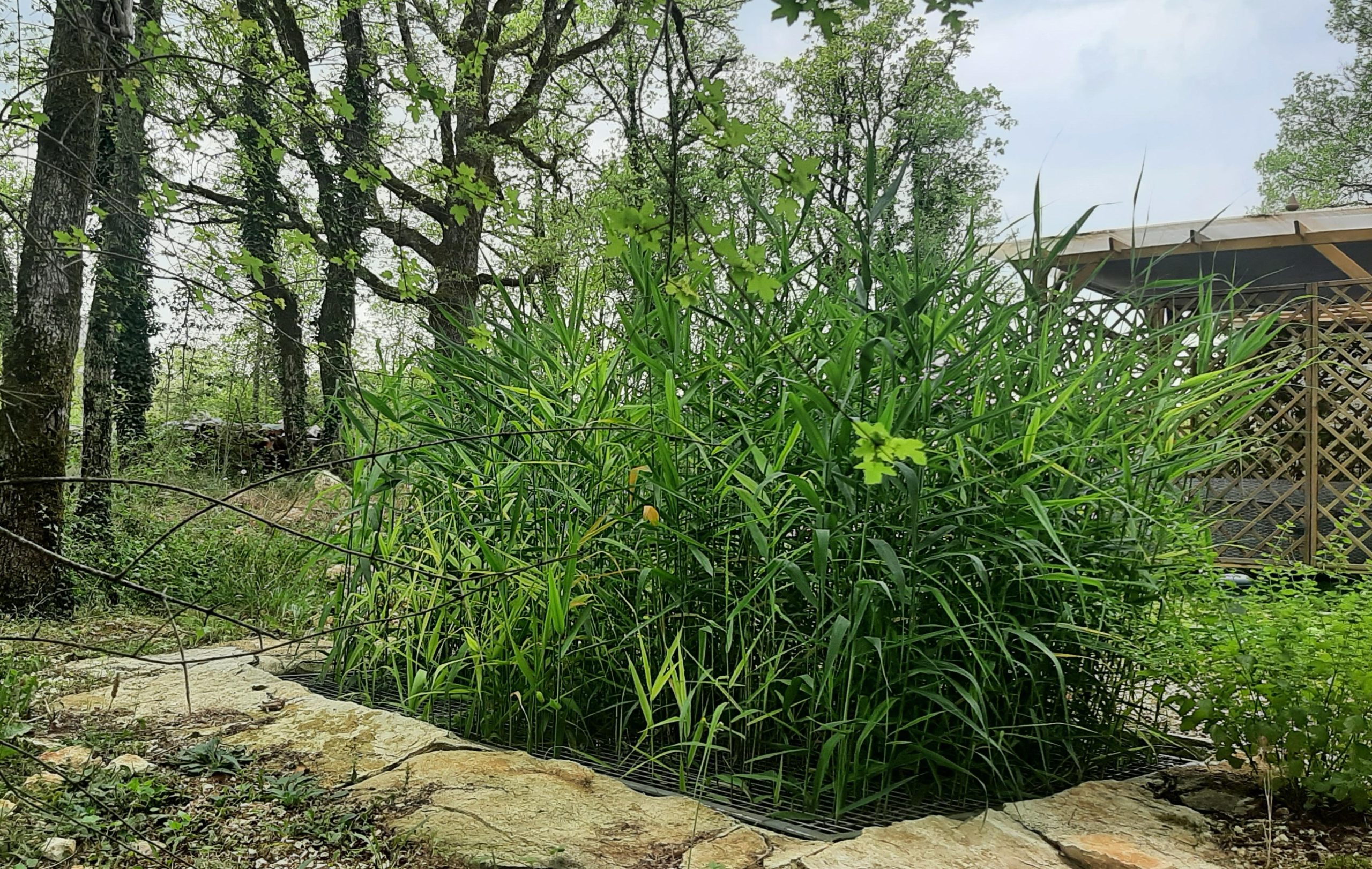 découvrez nos services d'installation phyto pour un aménagement paysager durable et écoresponsable. nos experts vous accompagnent dans la mise en place de solutions naturelles pour un environnement sain.