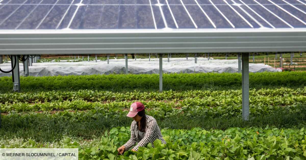 découvrez comment les panneaux solaires peuvent transformer l'agriculture en offrant une source d'énergie renouvelable et durable. optimisez vos coûts d'exploitation tout en contribuant à la préservation de l'environnement grâce à des solutions solaires adaptées aux besoins des agriculteurs.