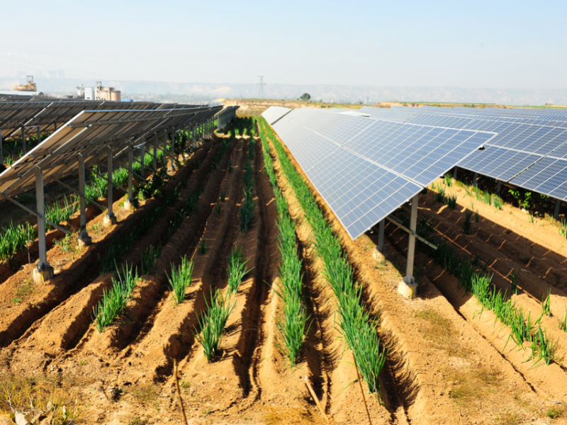 découvrez l'agriculture photovoltaïque, une solution innovante qui combine production agricole et énergie solaire. optimisez l'utilisation des terres tout en réduisant l'empreinte carbone et en favorisant la biodiversité. adoptez une approche durable pour un avenir énergétique responsable.