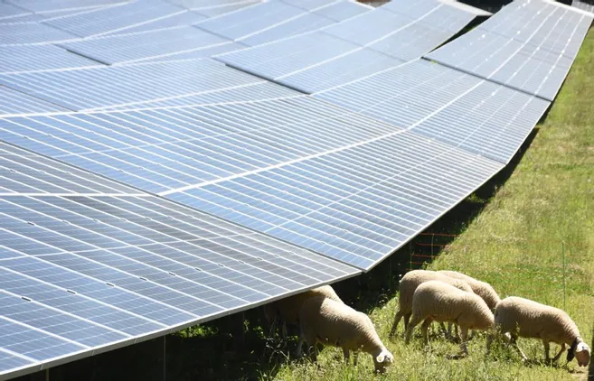 découvrez les avantages de l'agriculture solaire, une pratique innovante qui allie production agricole et énergie renouvelable. apprenez comment cette méthode durable contribue à la protection de l'environnement tout en améliorant la rentabilité des exploitations agricoles.