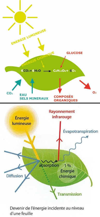 découvrez comment l'exercice sur l'énergie solaire peut transformer votre compréhension des énergies renouvelables. apprenez les concepts clés, explorez des applications pratiques et engagez-vous dans des activités qui favorisent un mode de vie durable tout en réduisant votre empreinte carbone.