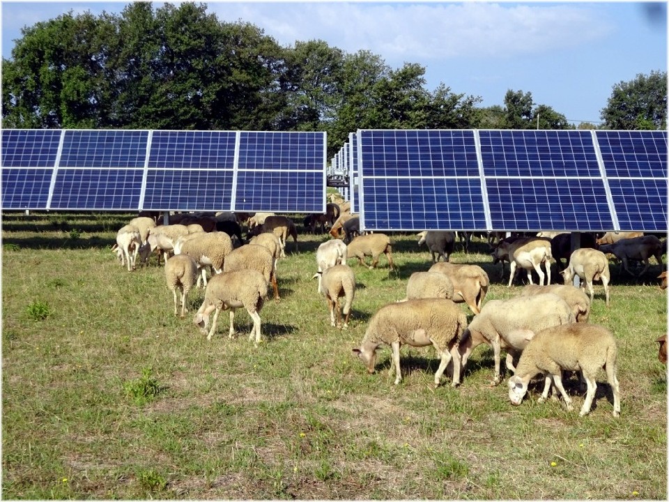 découvrez solar zone naturelle, un espace dédié à l'énergie solaire et aux solutions durables. explorez des innovations écologiques, apprenez sur les bienfaits du solaire pour l'environnement et engagez-vous dans la transition énergétique. rejoignez-nous pour un avenir plus vert!