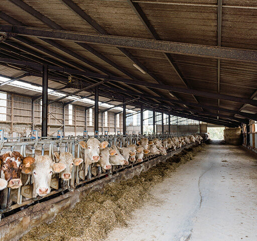 découvrez la stabulation pv, une solution innovante pour optimiser le bien-être animal et améliorer la gestion de vos exploitations agricoles. informez-vous sur ses avantages et son impact sur la productivité.