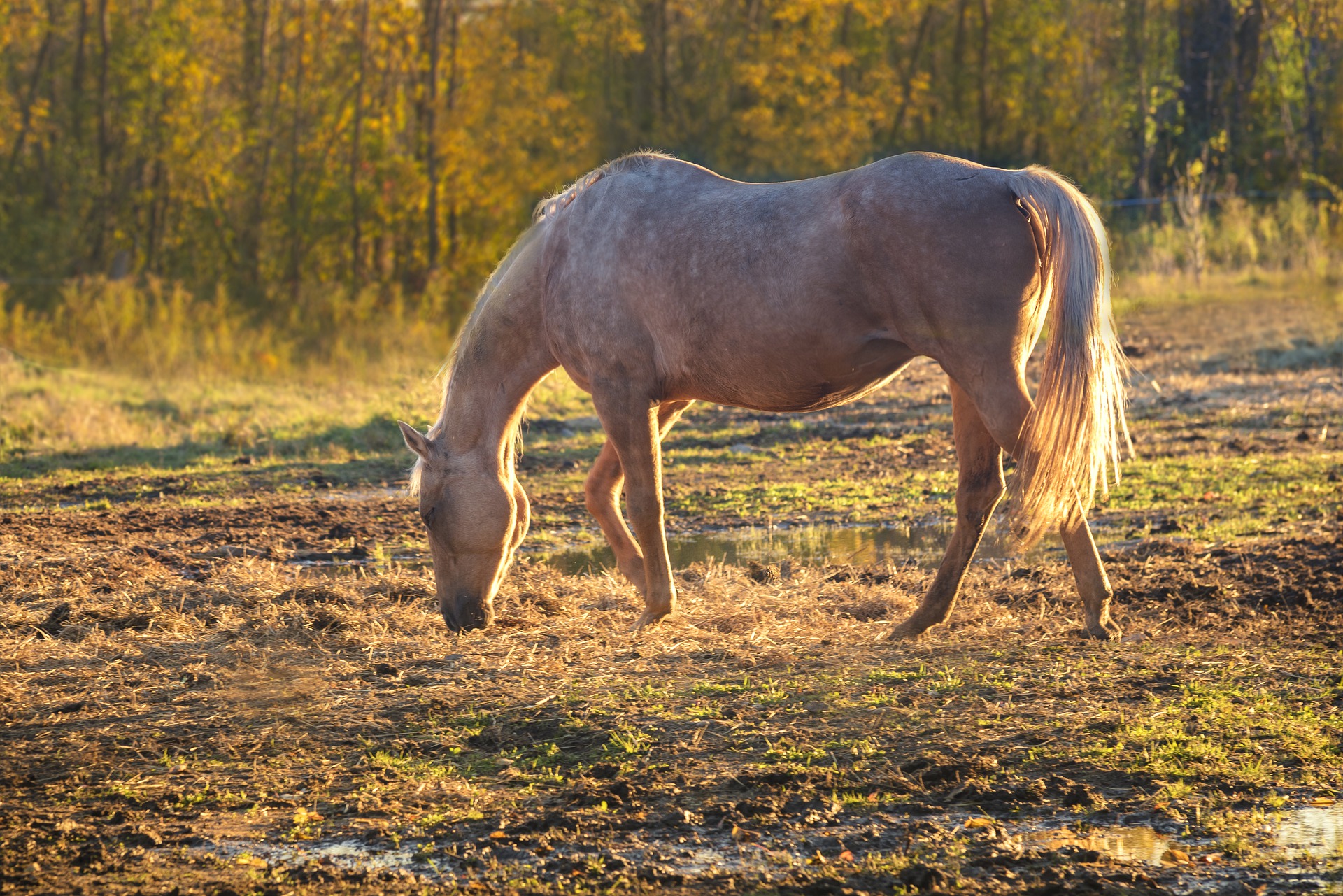 découvrez notre manège équestre gratuit, un espace dédié aux passionnés de chevaux et de nature. profitez de cours d'équitation, d'activités ludiques et de moments inoubliables en toute convivialité, sans débourser un centime !