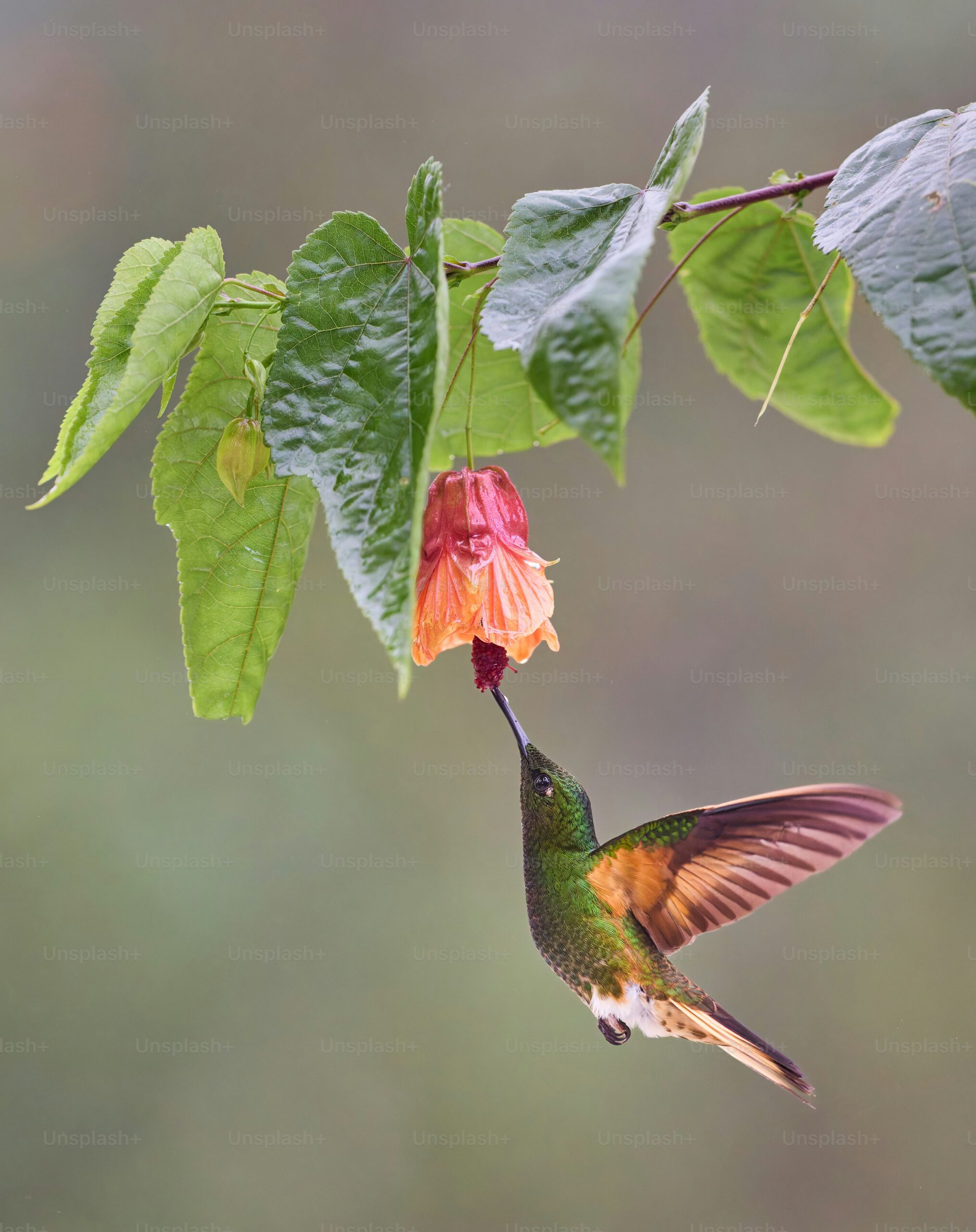 découvrez le monde fascinant des colibris, ces petits oiseaux colorés et agiles. explorez leurs habitats, leurs comportements uniques et leur importance dans l'écosystème. apprenez comment les colibris se nourrissent et leur rôle essentiel dans la pollinisation.