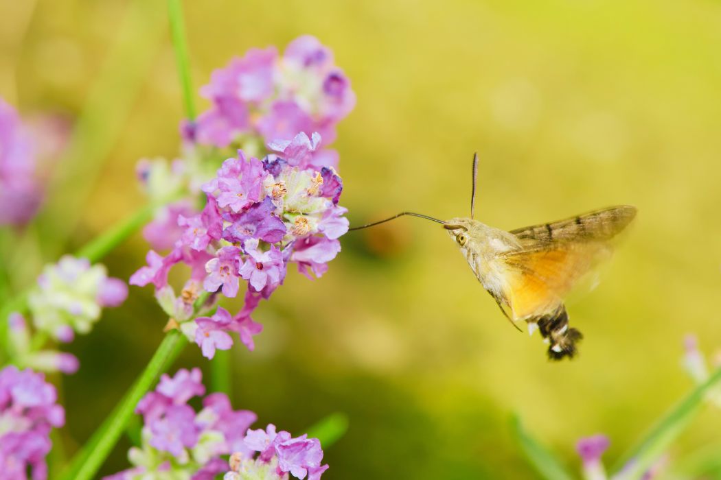 découvrez le monde fascinant des colibris, ces petits oiseaux aux couleurs éclatantes et aux vols agiles. apprenez-en plus sur leur habitat, leurs habitudes alimentaires et leur incroyable capacité à battre des ailes à grande vitesse. explorez les merveilles de la nature à travers ces joyaux de l'avifaune.