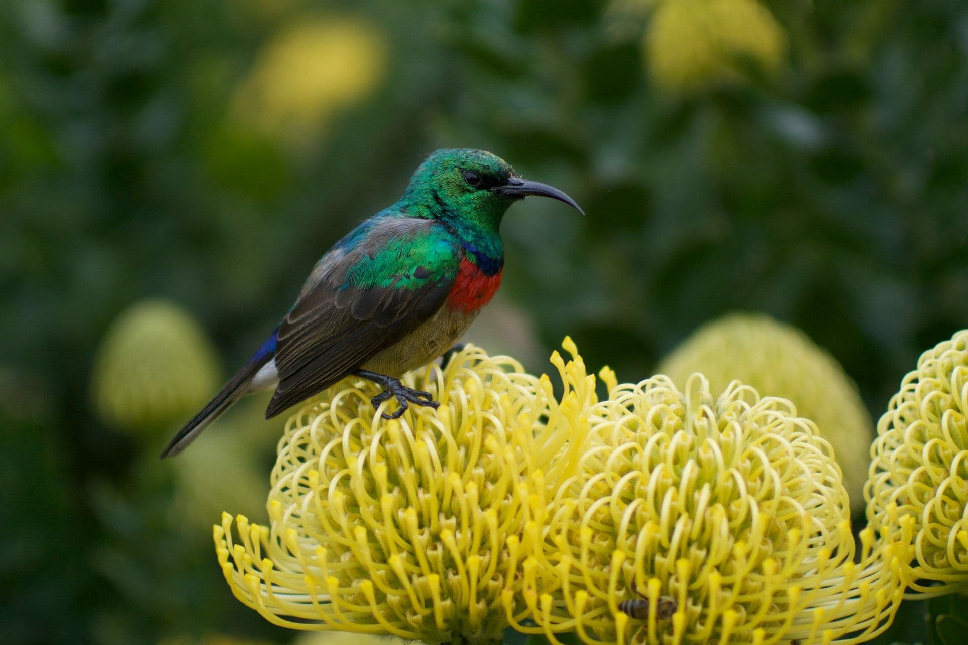 découvrez le colibri solaire, cet oiseau fascinant qui allie beauté et agilité. plongez dans l'univers de cet oiseau coloré, symbole de légèreté et de joie, et apprenez-en plus sur ses habitudes fascinantes et son habitat unique.