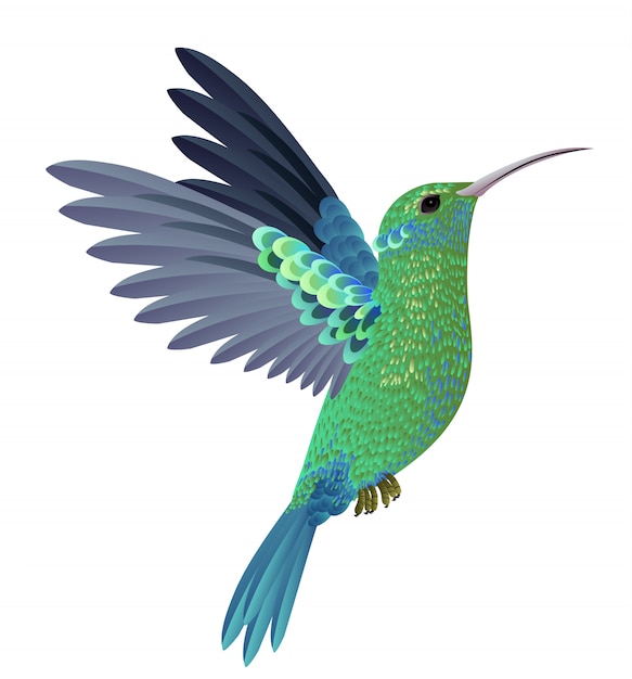 découvrez le monde fascinant des colibris, ces oiseaux aux couleurs éclatantes et aux vols agiles. apprenez-en plus sur leurs habitats, leurs comportements uniques et l'importance de leur protection dans notre écosystème.