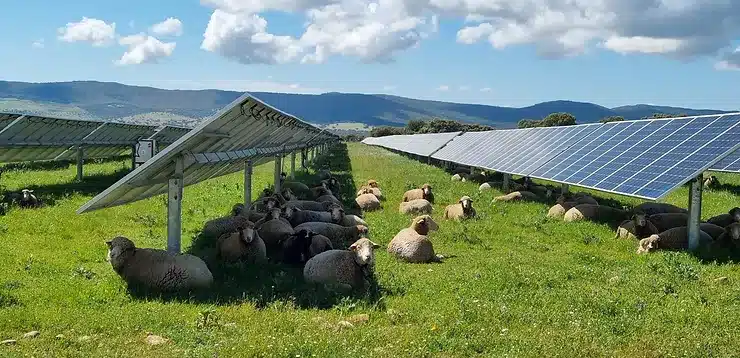 découvrez les avantages de l'élevage photovoltaïque, une méthode innovante alliant agriculture et production d'énergie renouvelable. apprenez comment concilier culture des terres et installation de panneaux solaires pour une exploitation durable et bénéfique pour l'environnement.