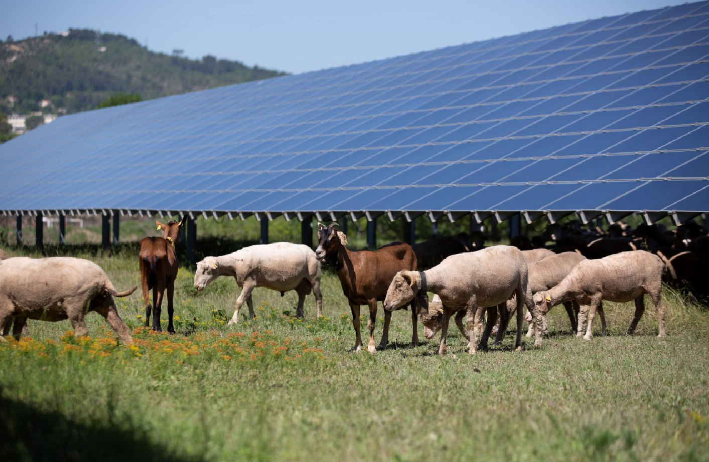 découvrez comment les panneaux photovoltaïques transforment l'agriculture en france. optimisez vos récoltes tout en réduisant vos coûts énergétiques grâce à des solutions durables adaptées aux exploitations agricoles.
